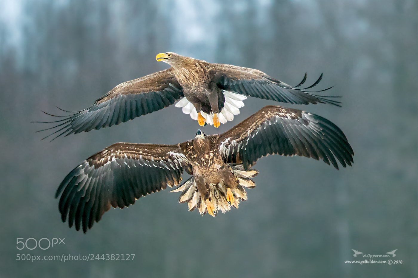 Canon EOS-1D X Mark II sample photo. White tailed eagle photography