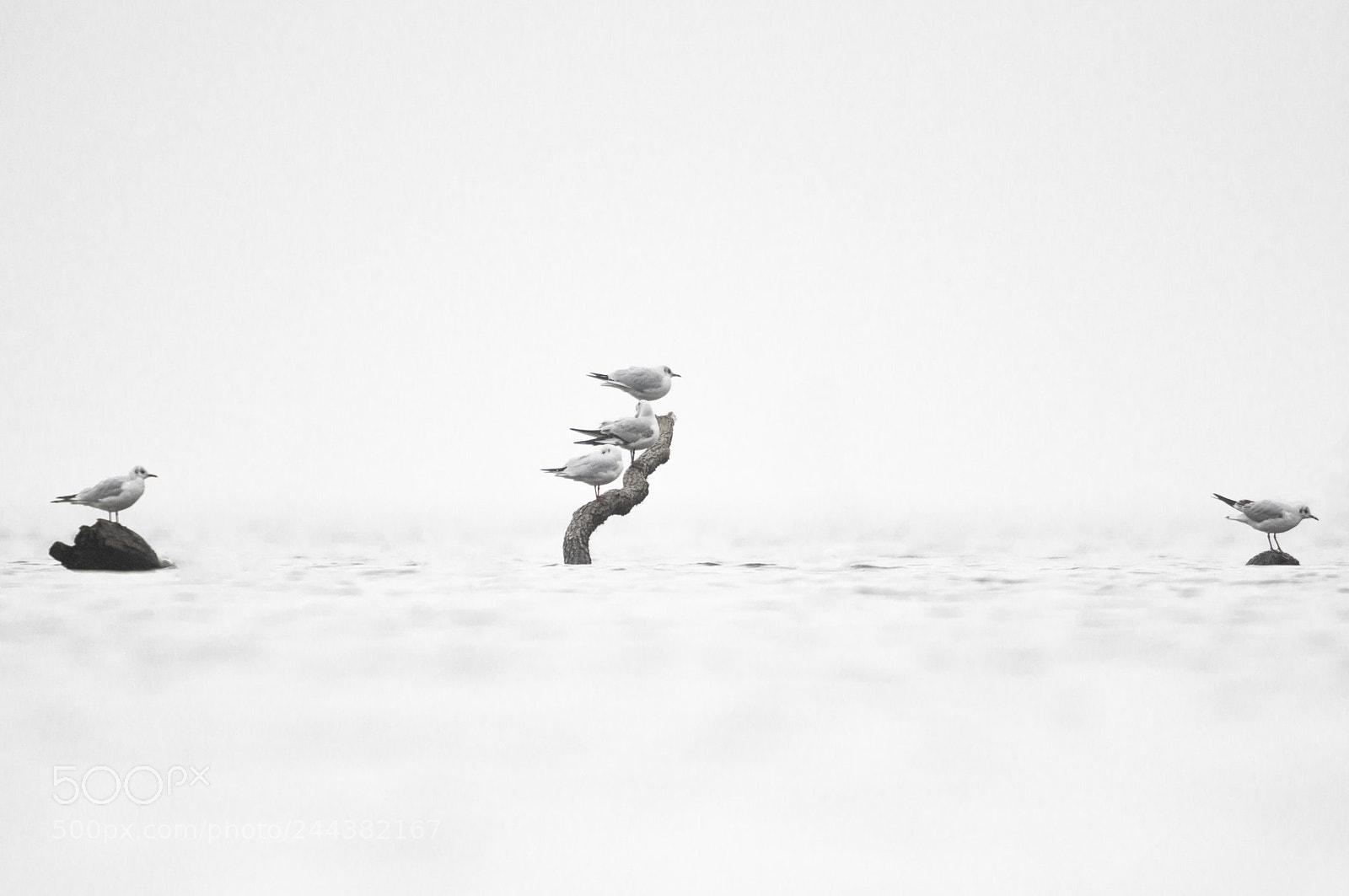 Pentax K-3 sample photo. Seagulls photography