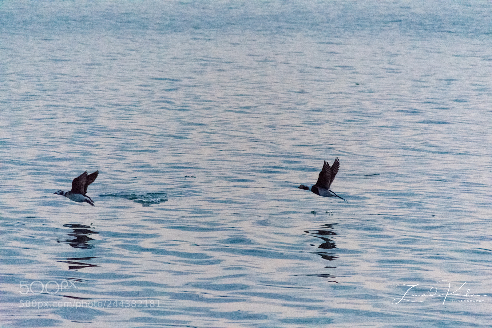 Nikon D3400 sample photo. Long tail ducks photography