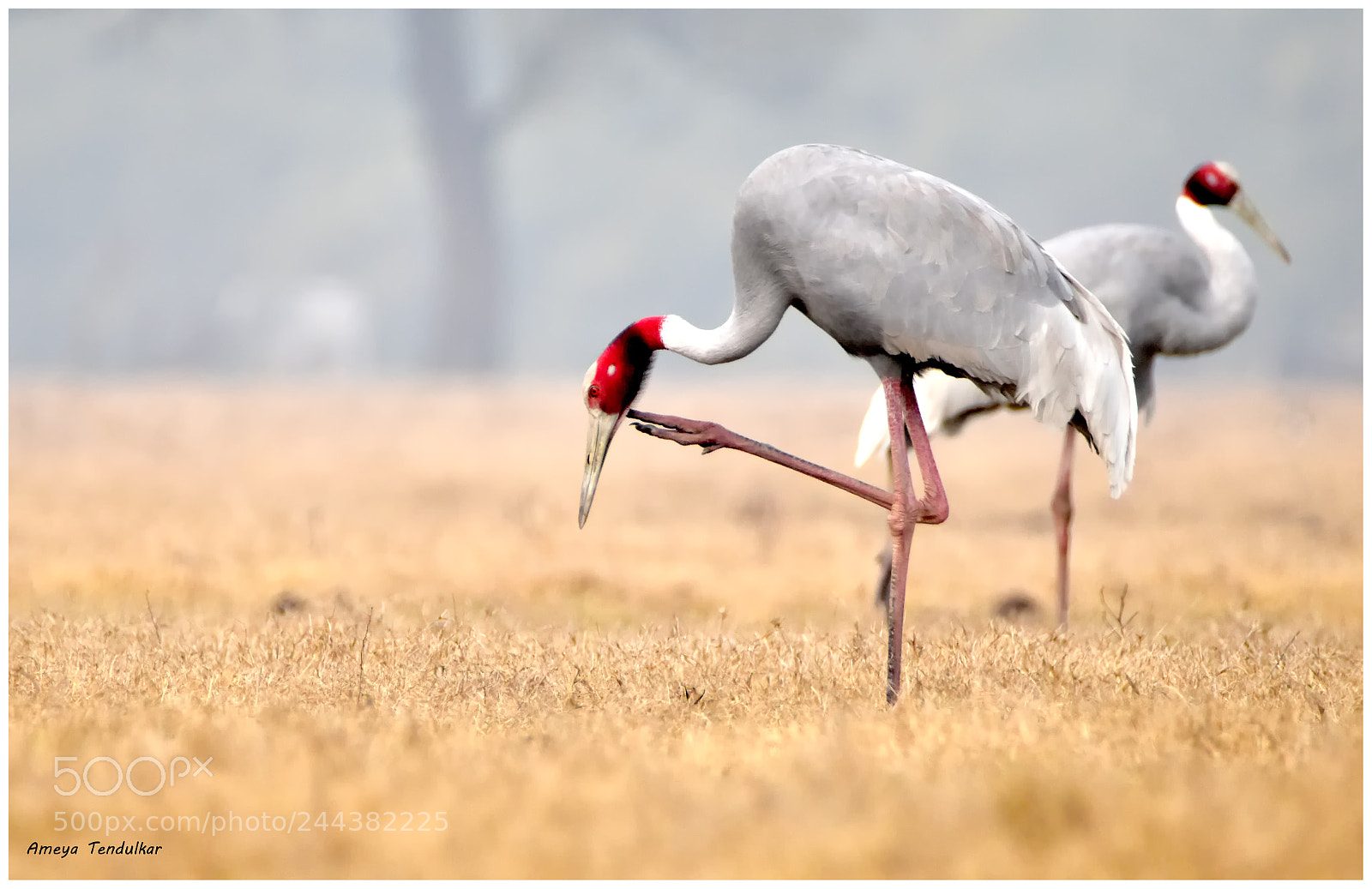Nikon D5500 sample photo. Sarus crane photography