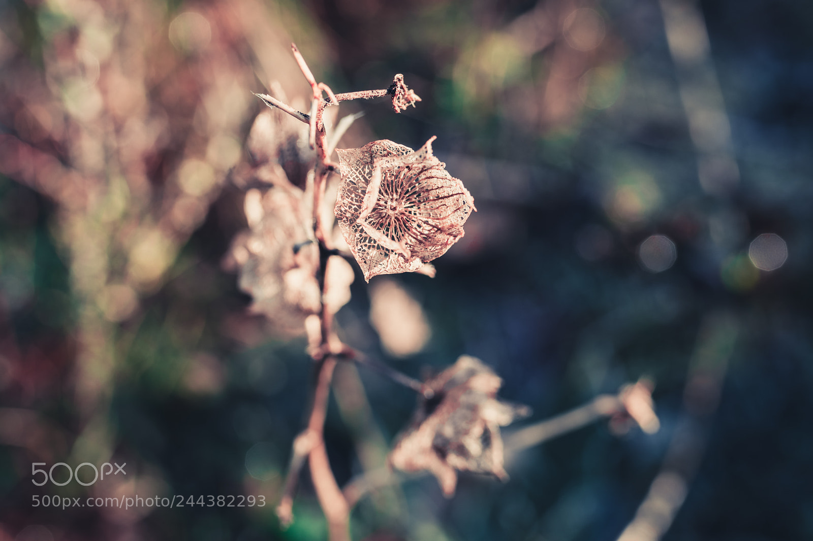 Nikon D500 sample photo. Natures skeleton photography