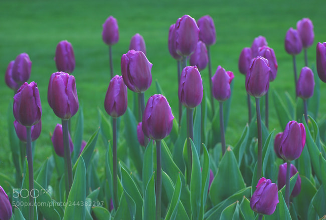 Nikon D60 sample photo. Td photography