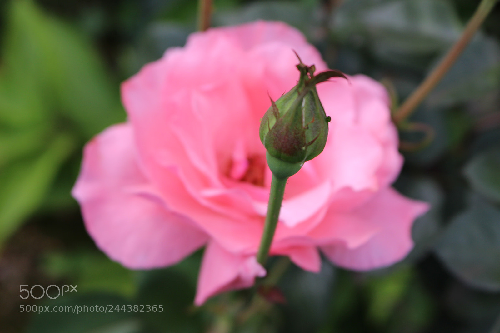 Canon EOS 700D (EOS Rebel T5i / EOS Kiss X7i) sample photo. Olhando de perto. photography