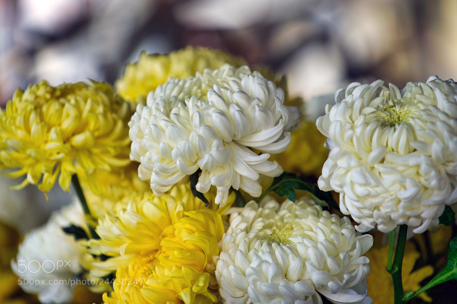 Sony a9 sample photo. I don't feel like photography