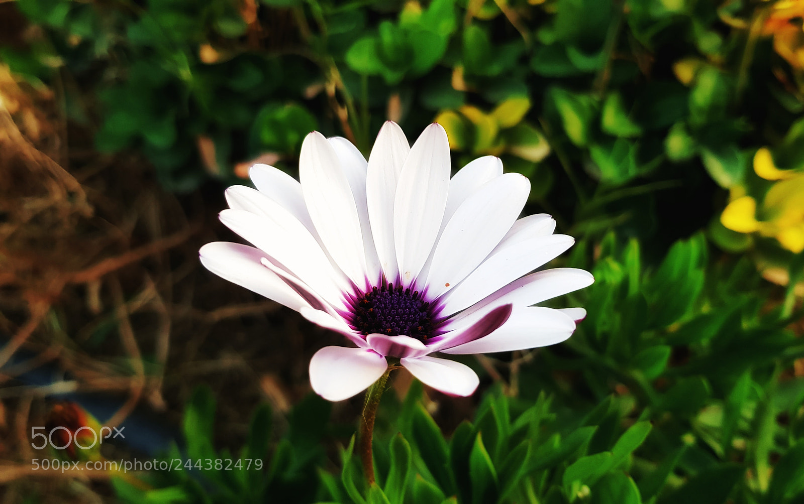 Samsung Galaxy S8 sample photo. Flower photography