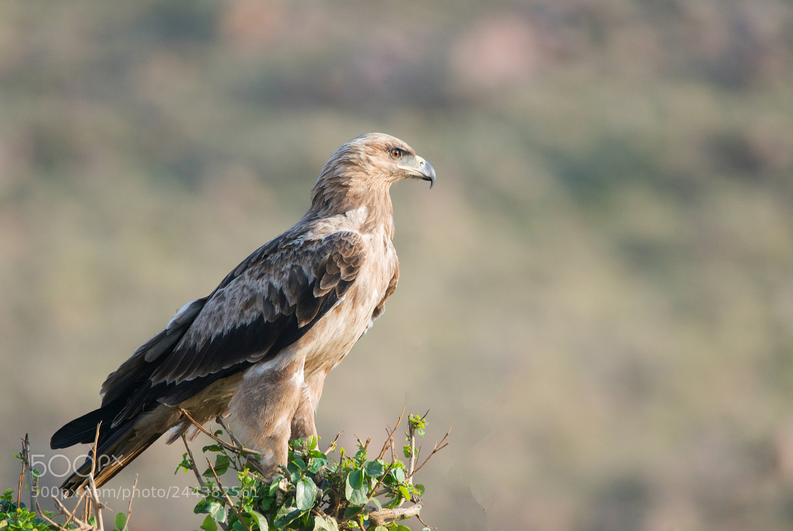 Sony a99 II sample photo. Tawny eagle photography