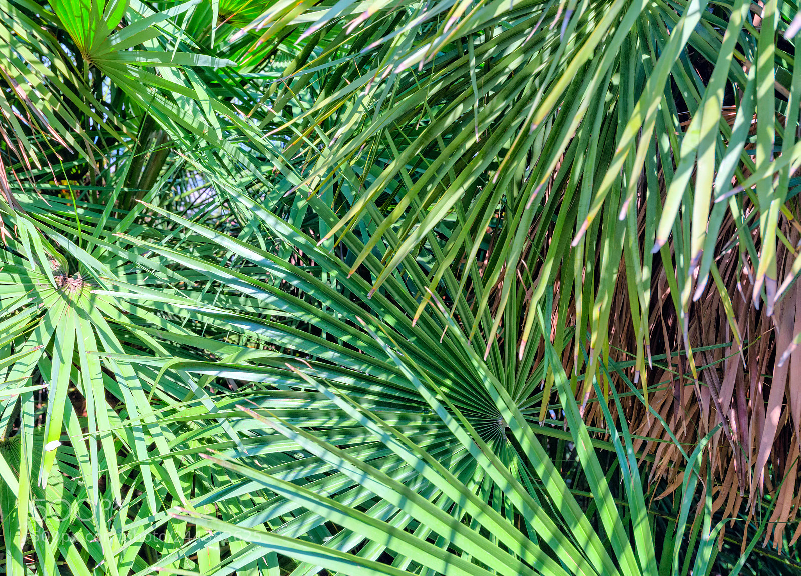 Nikon D610 sample photo. The green branches of photography