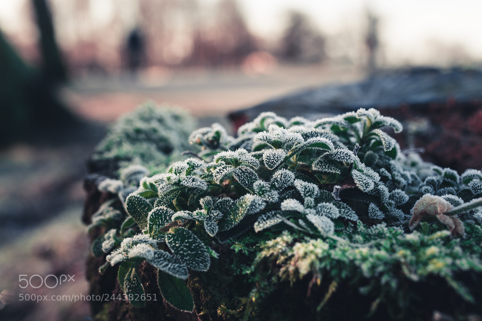 Nikon D500 sample photo. Frosty photography