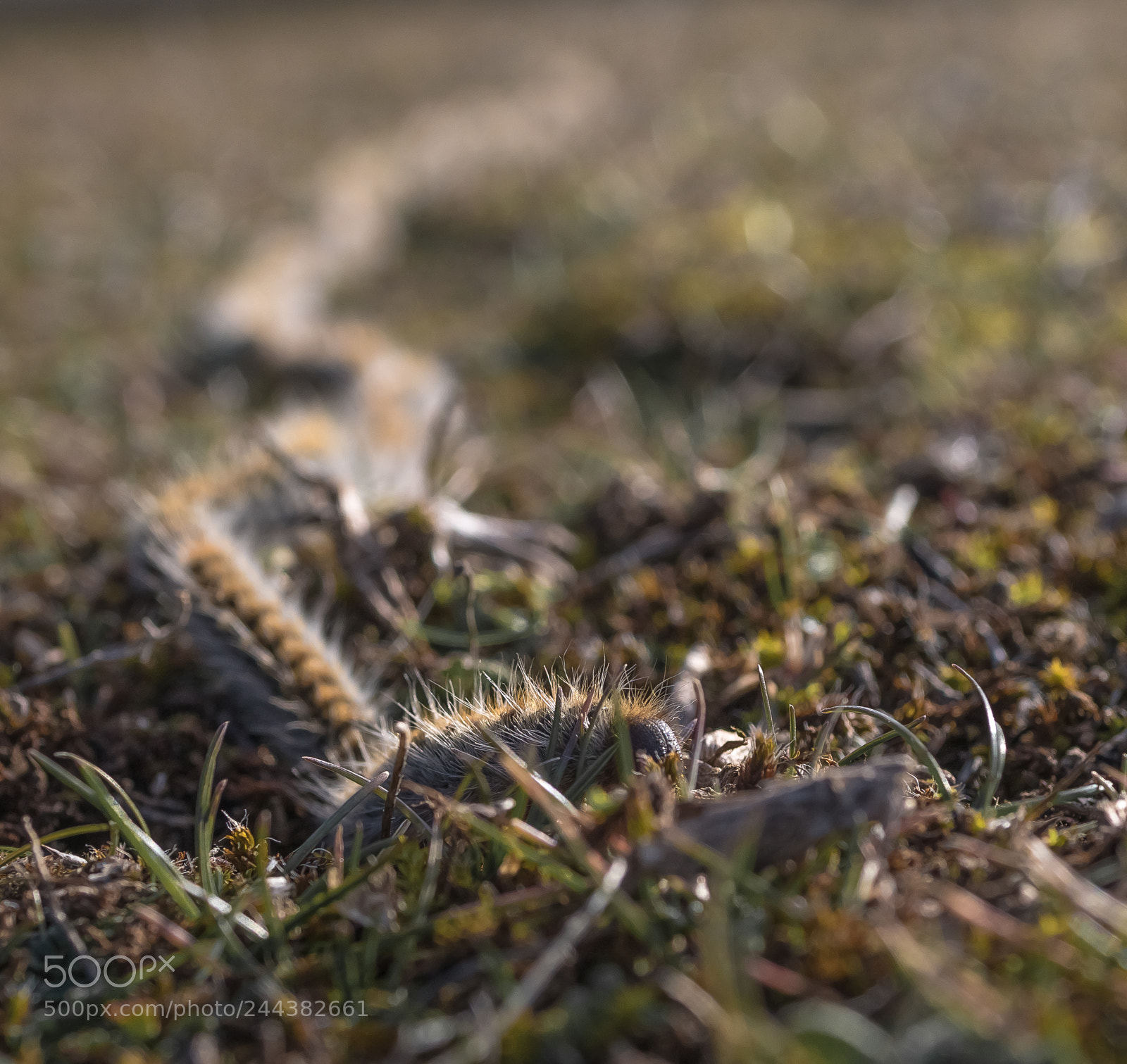 Nikon D850 sample photo. Oruga photography