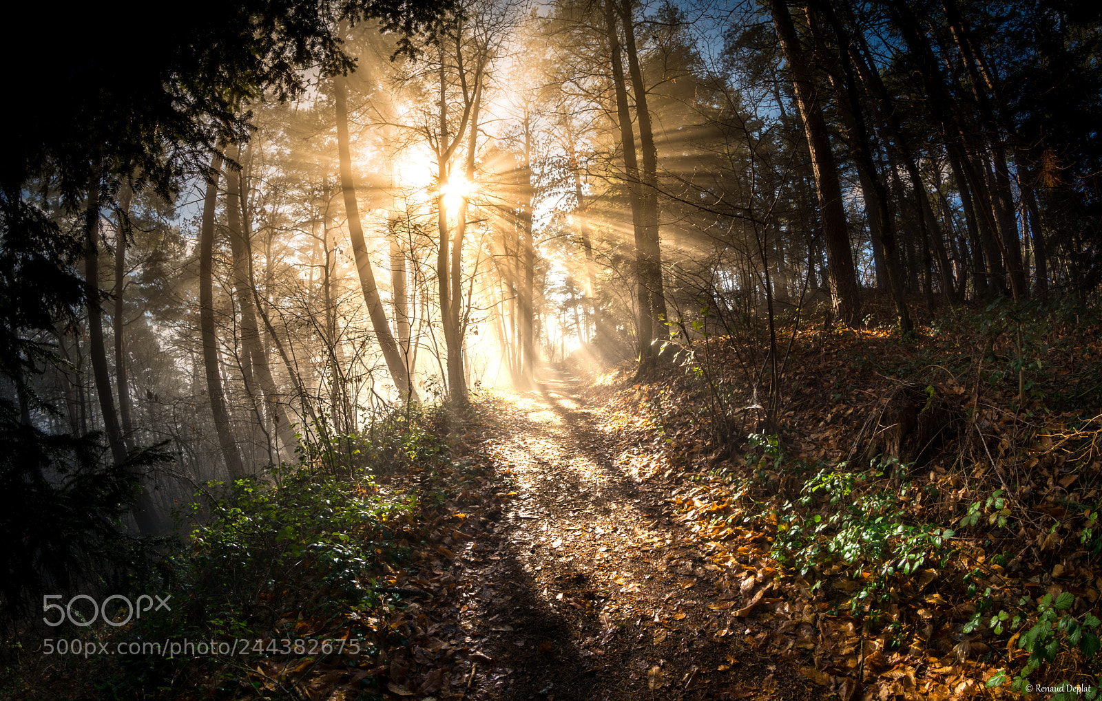 Nikon D7100 sample photo. Sur le chemin... photography
