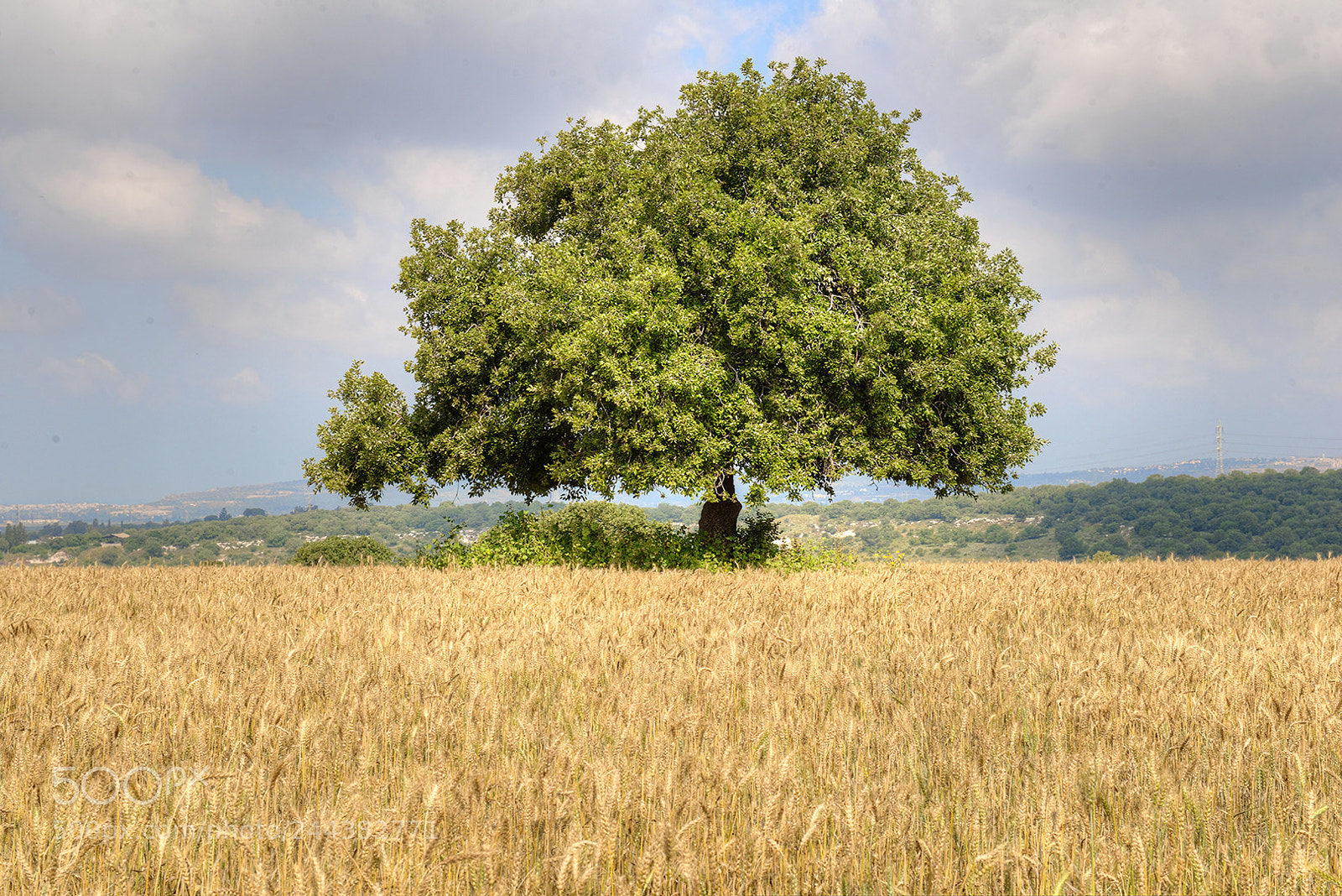 Nikon D800E sample photo. Lonely photography
