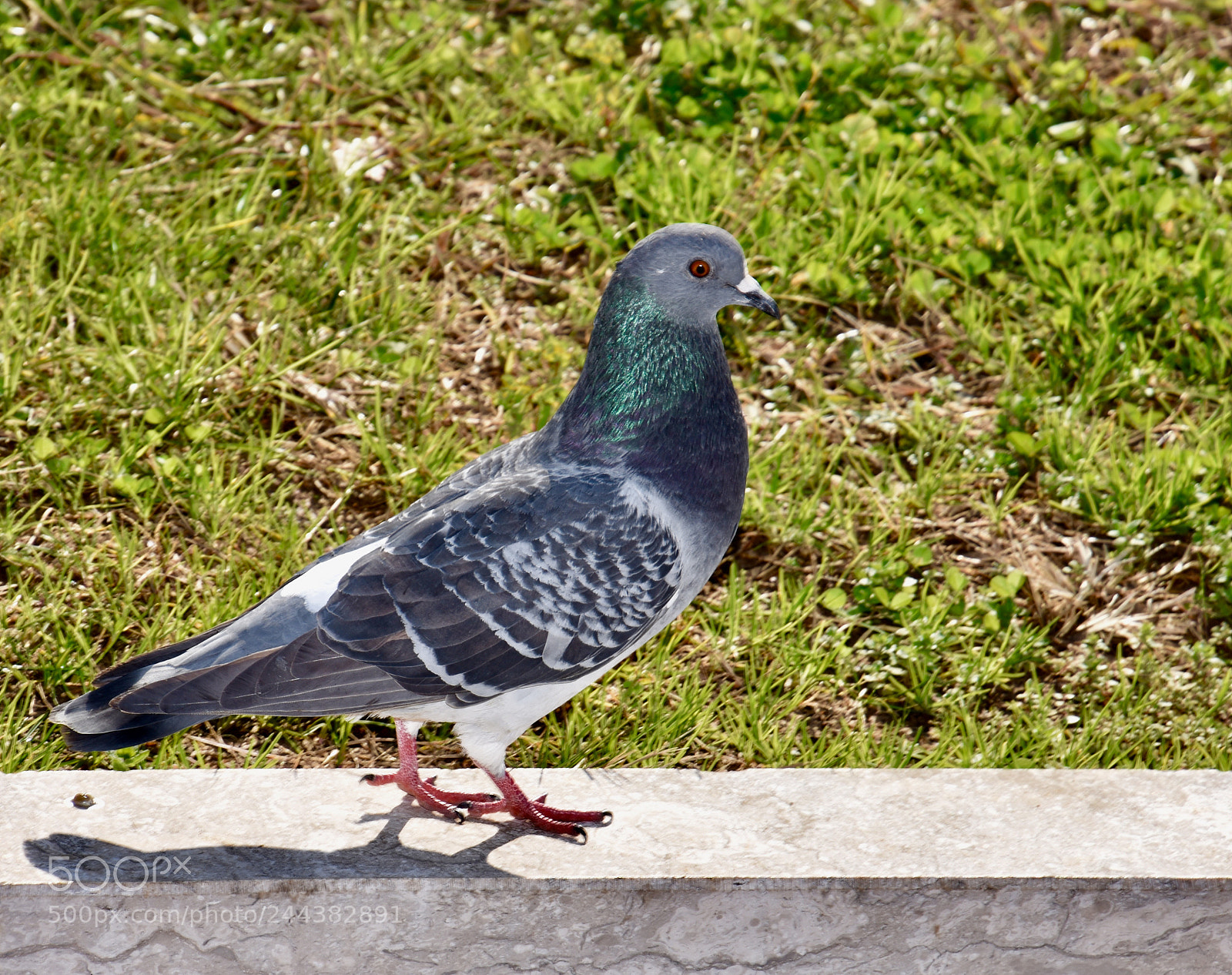 Nikon D3400 sample photo. Pigeon in my garden photography