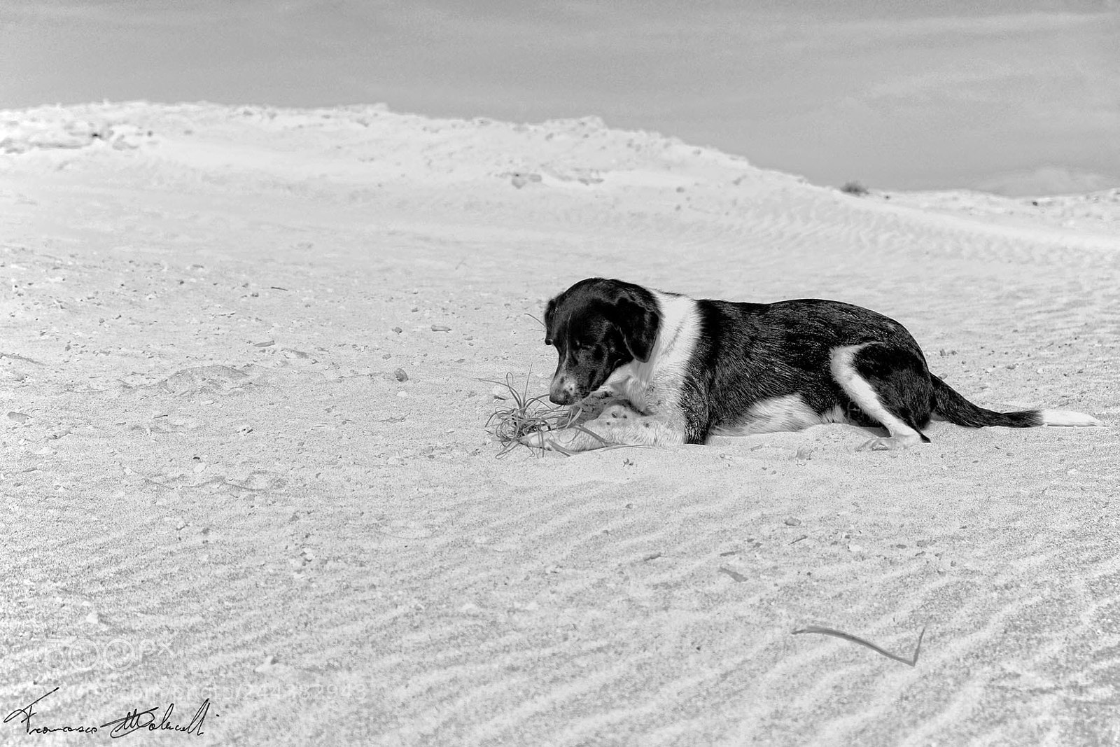 Fujifilm X-E2 sample photo. Mo ma magno! photography