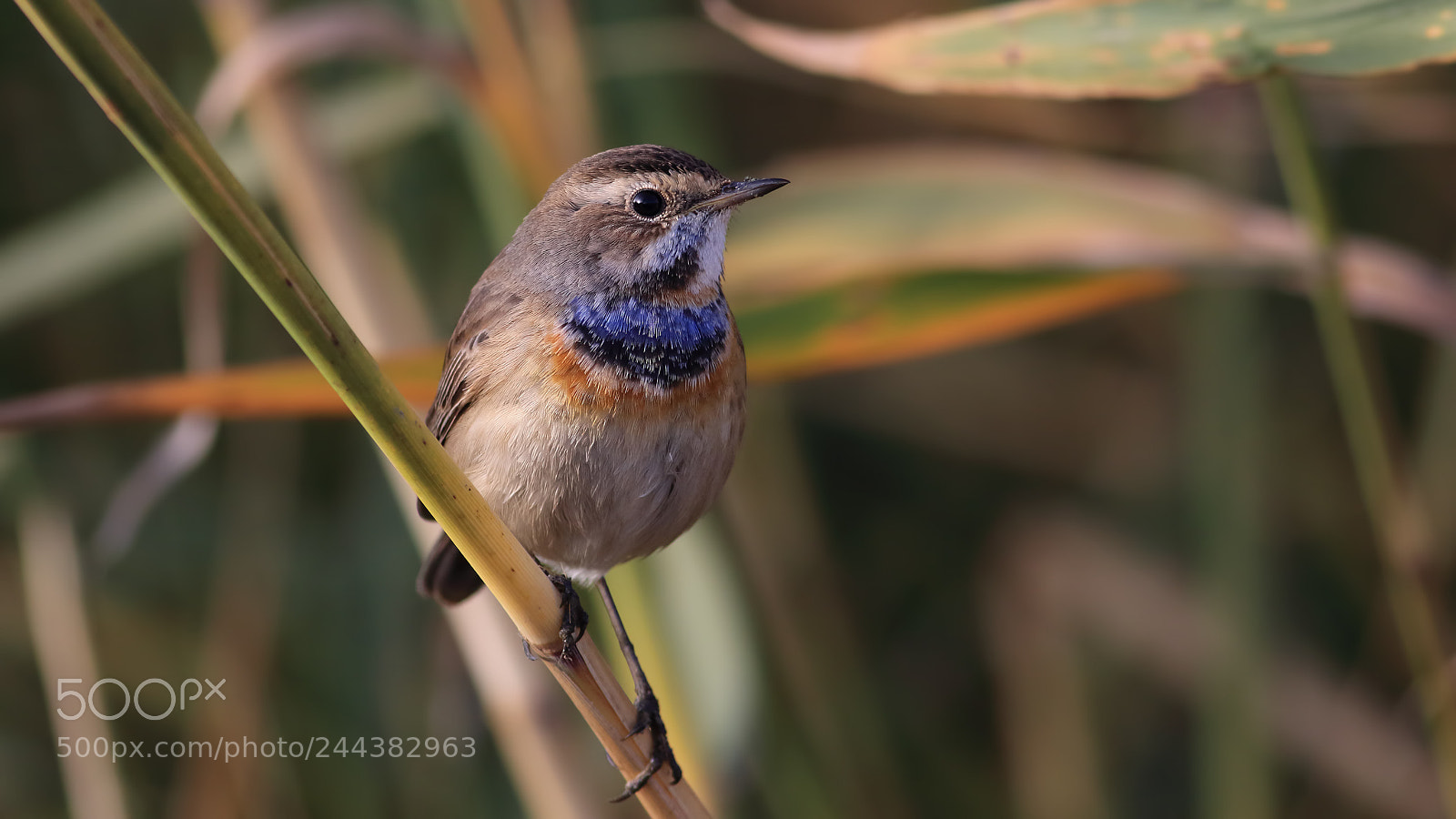 Canon EOS 7D Mark II sample photo. Bluethroat photography