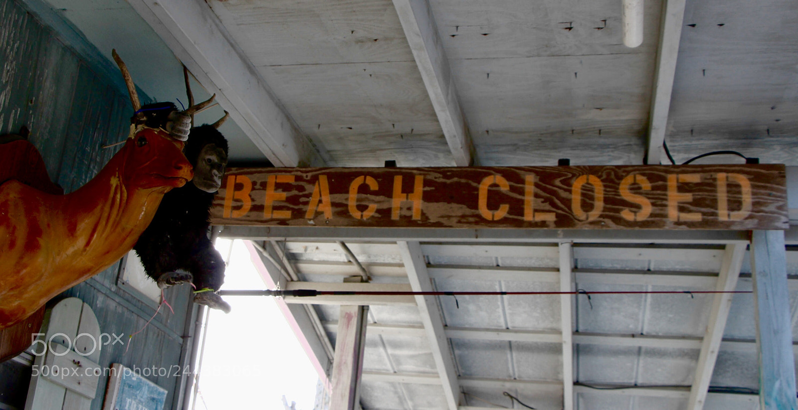 Canon EOS 650D (EOS Rebel T4i / EOS Kiss X6i) sample photo. Sad but true fact photography