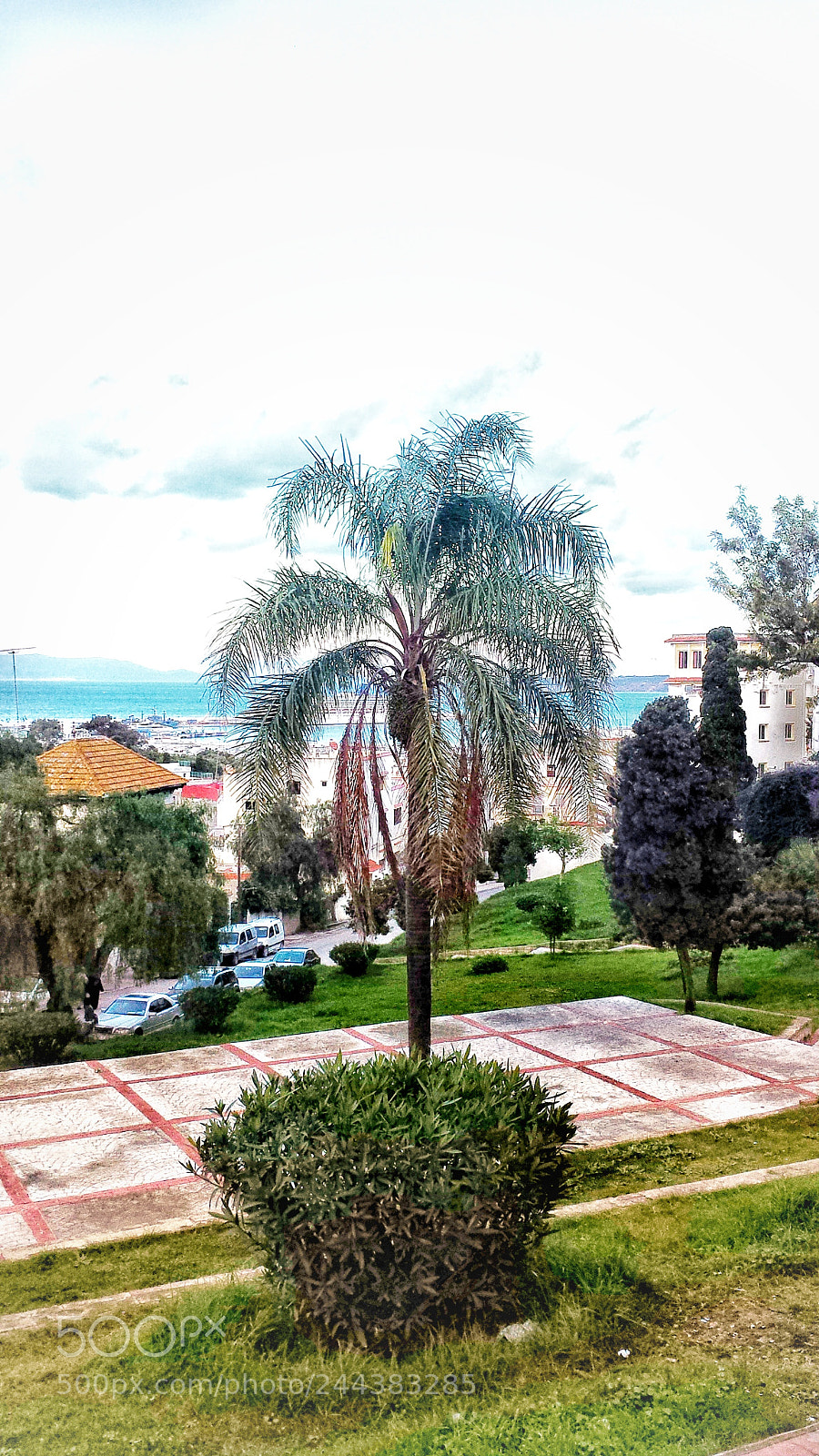 Samsung Galaxy S4 sample photo. Palme photography
