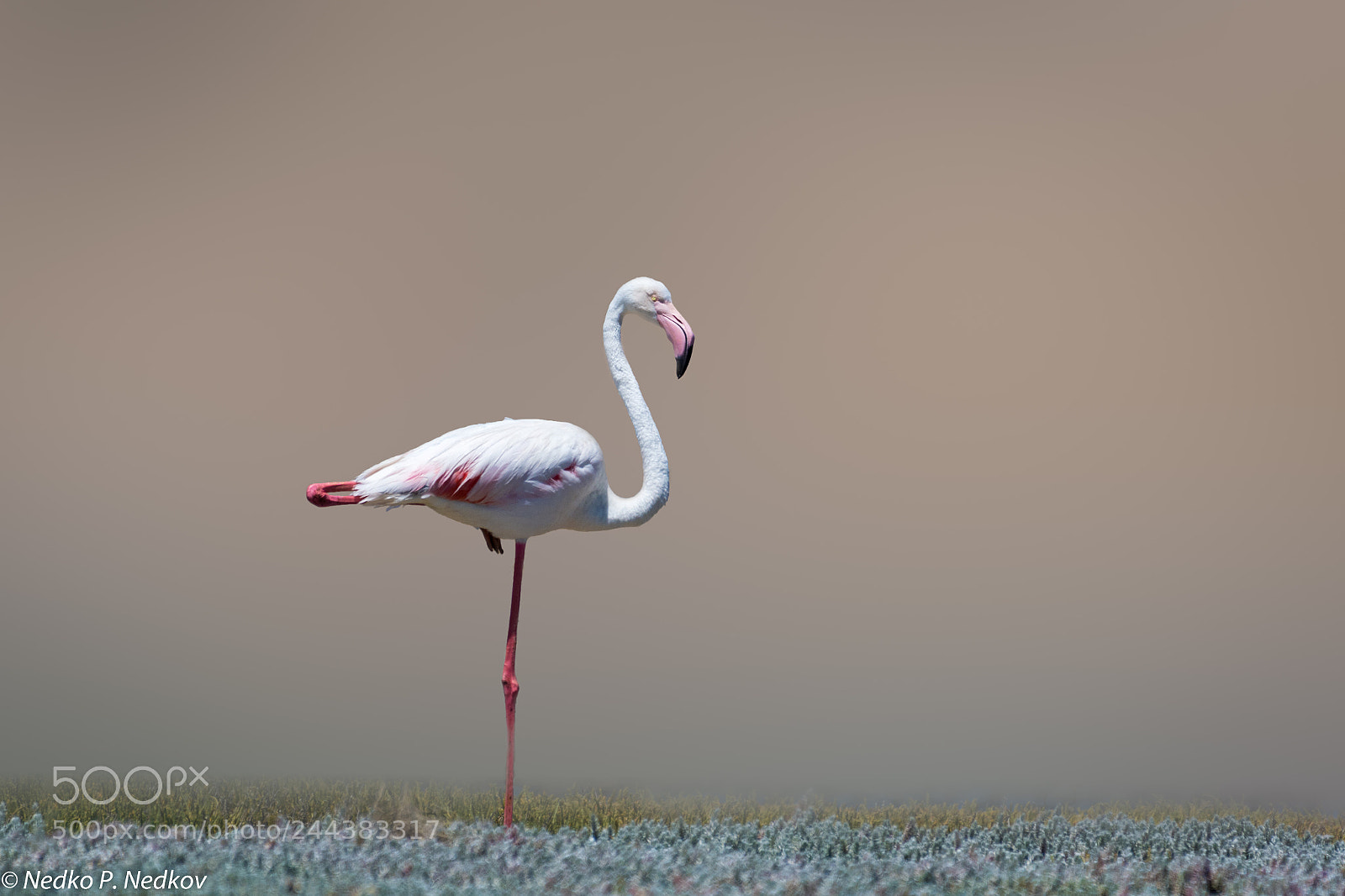 Nikon D500 sample photo. Flamingo photography