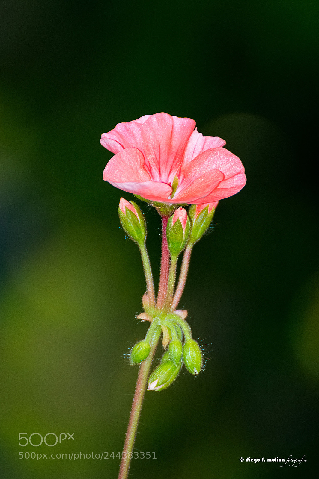 Nikon D3200 sample photo. Cromaticidad photography