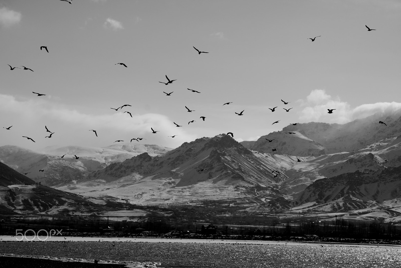 Sigma 17-70mm F2.8-4 DC Macro OS HSM | C sample photo. Seagull photography