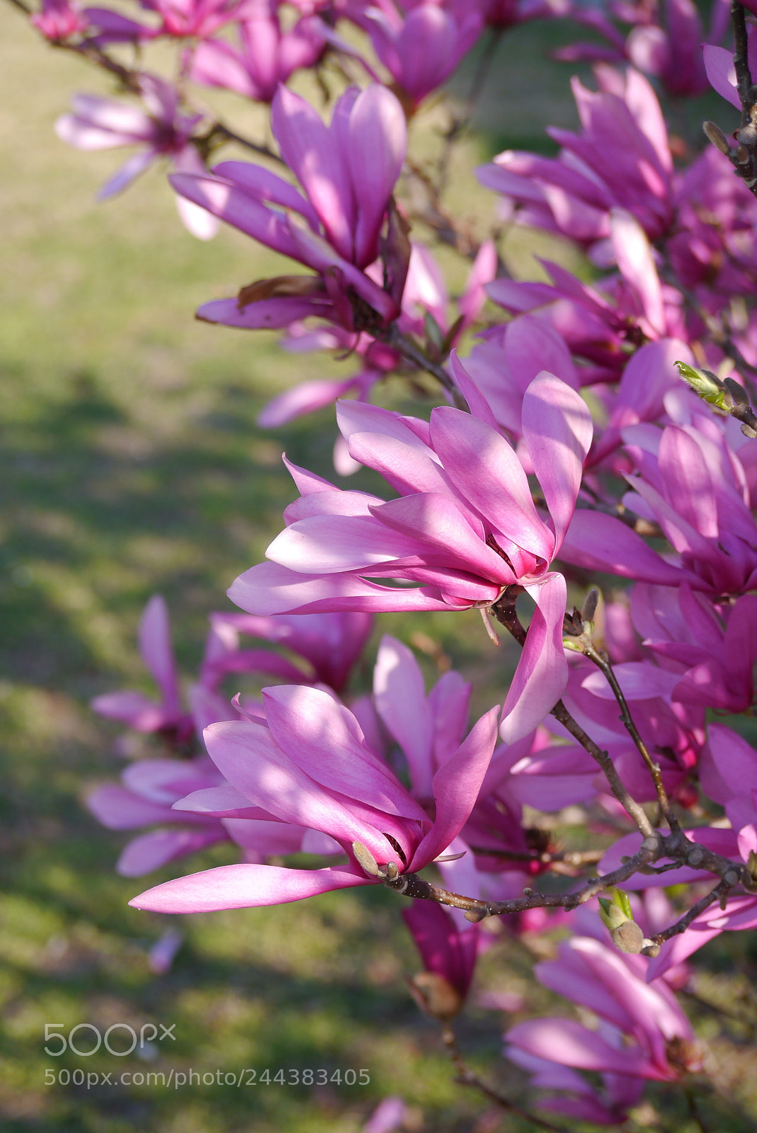 Panasonic Lumix DMC-G3 sample photo. Ready for spring photography