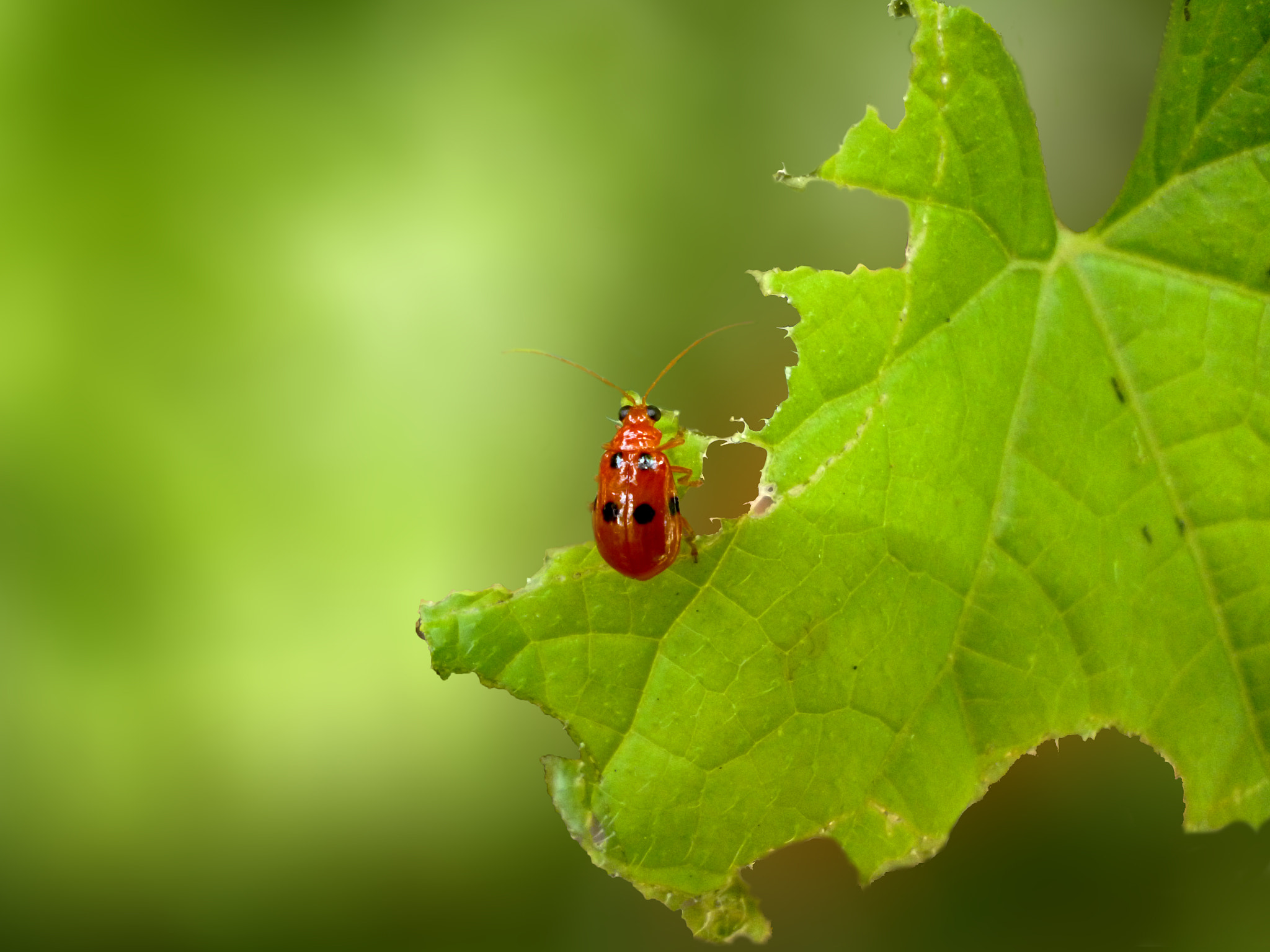 Panasonic DMC-S3 sample photo. Pumpkin beetle photography