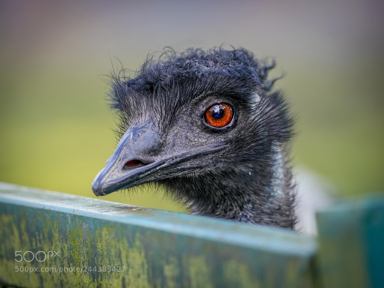 Sony a7R III sample photo. Curious photography