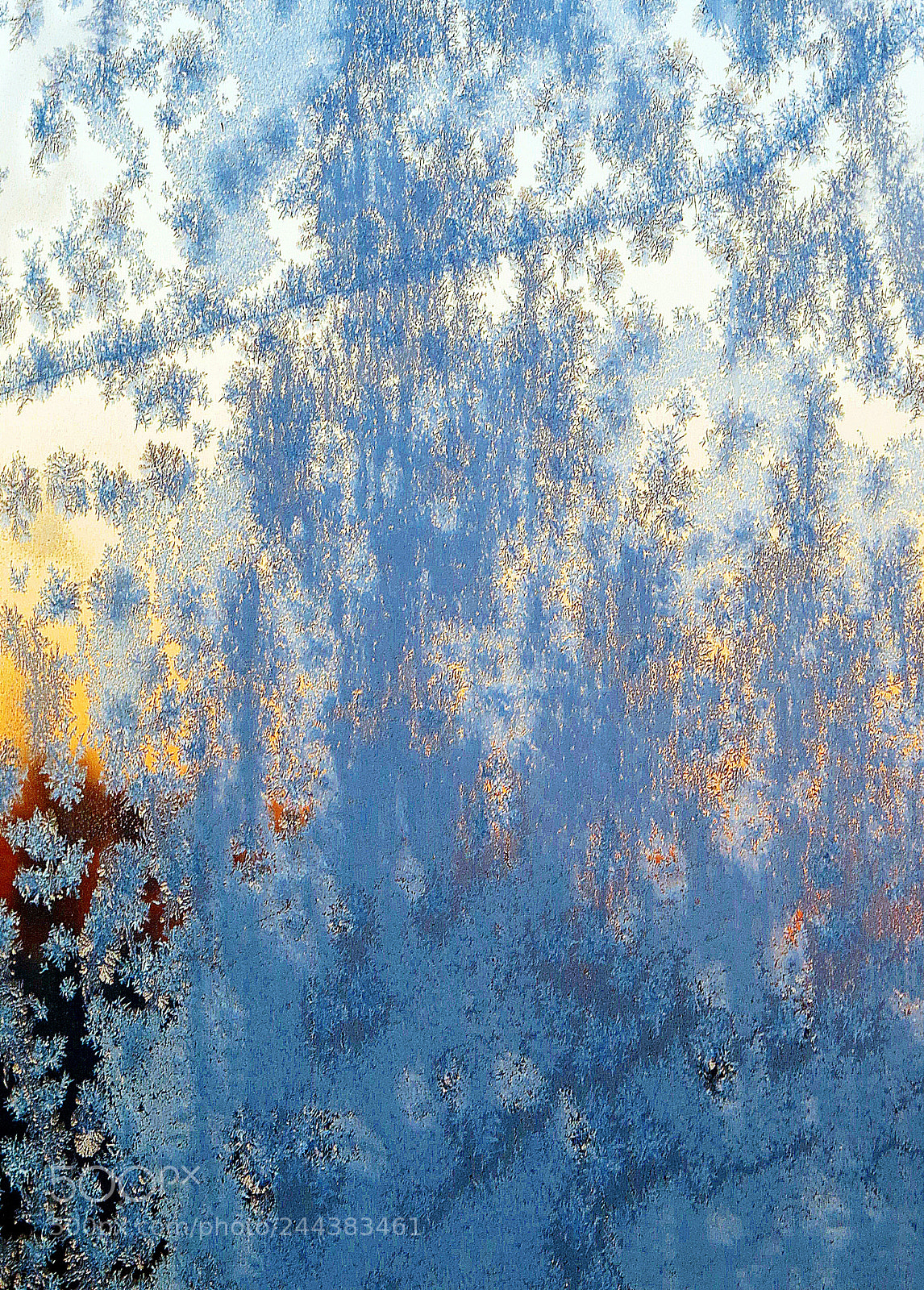 Canon PowerShot SX50 HS sample photo. Iceflowers on the morning photography