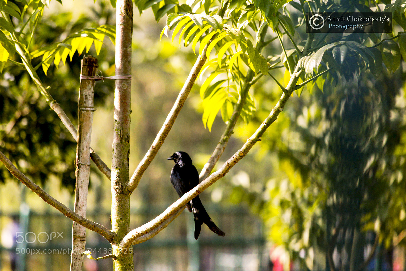 Canon EOS 1200D (EOS Rebel T5 / EOS Kiss X70 / EOS Hi) sample photo. || black drongo || photography