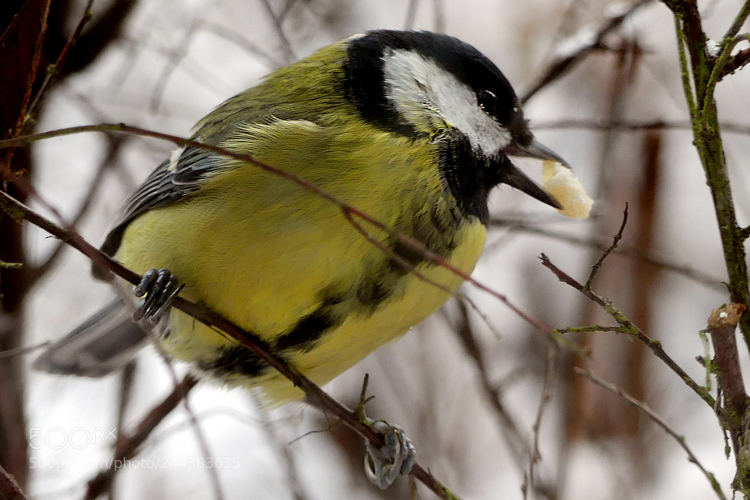 Panasonic Lumix DMC-FZ300 sample photo. Feed the birds photography
