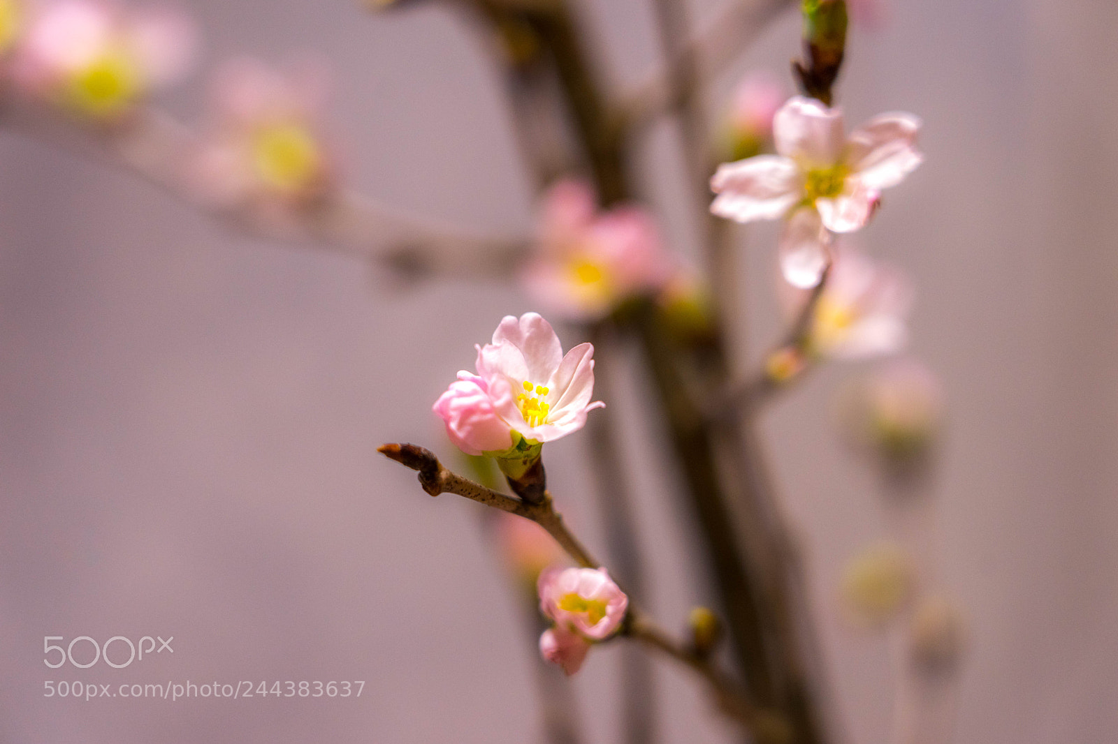Sony a7 II sample photo. 桜 photography