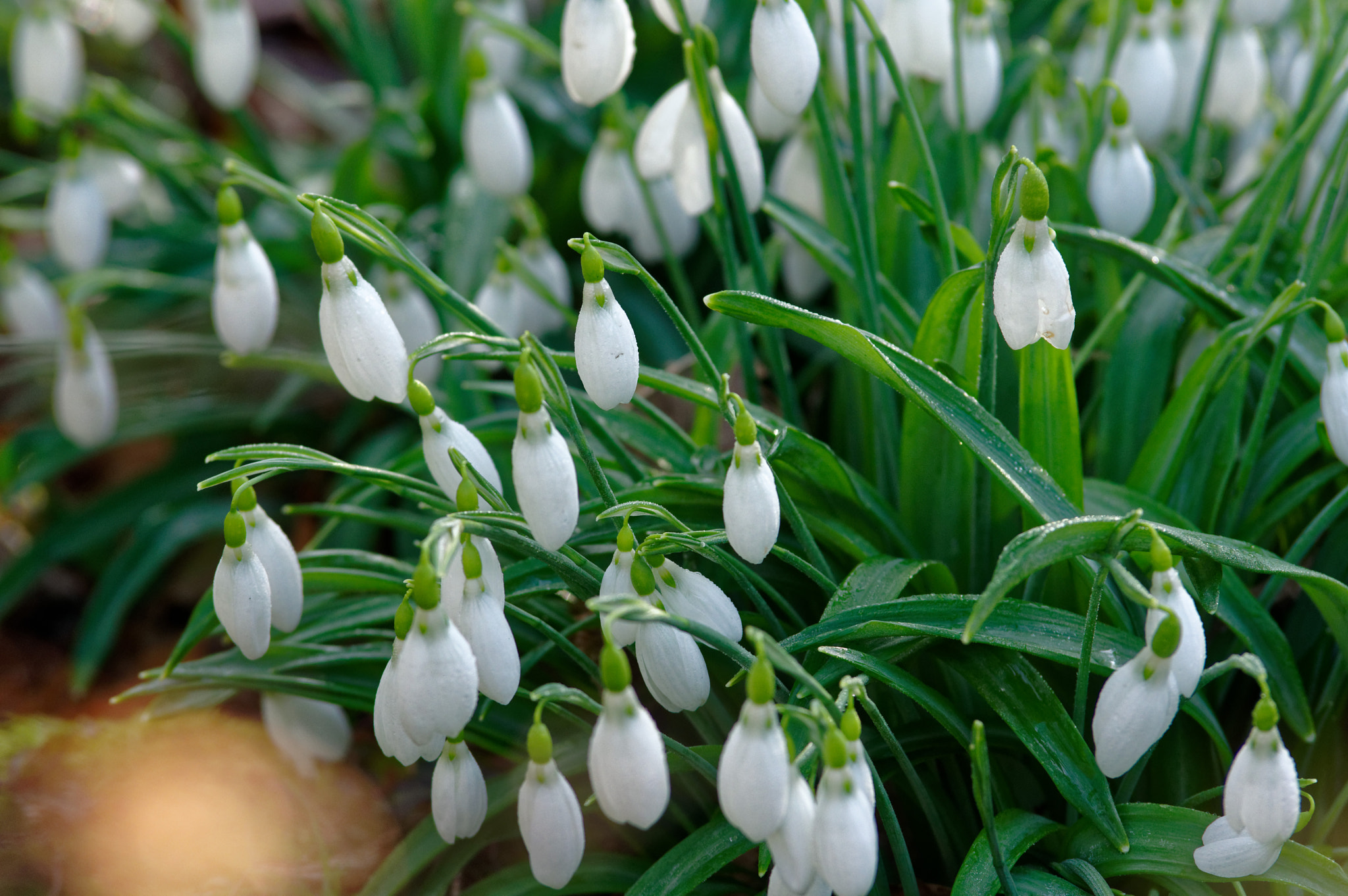 Pentax K-3 II sample photo. Tamron 70-200 mm sp,snow drops photography