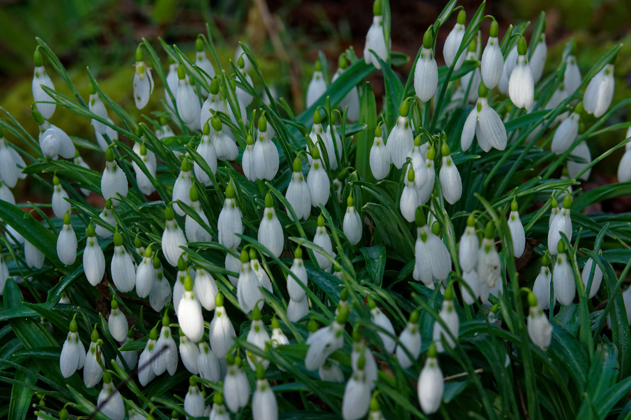 Pentax K-3 II sample photo. Tamron 70-200 mm sp,snow drops photography