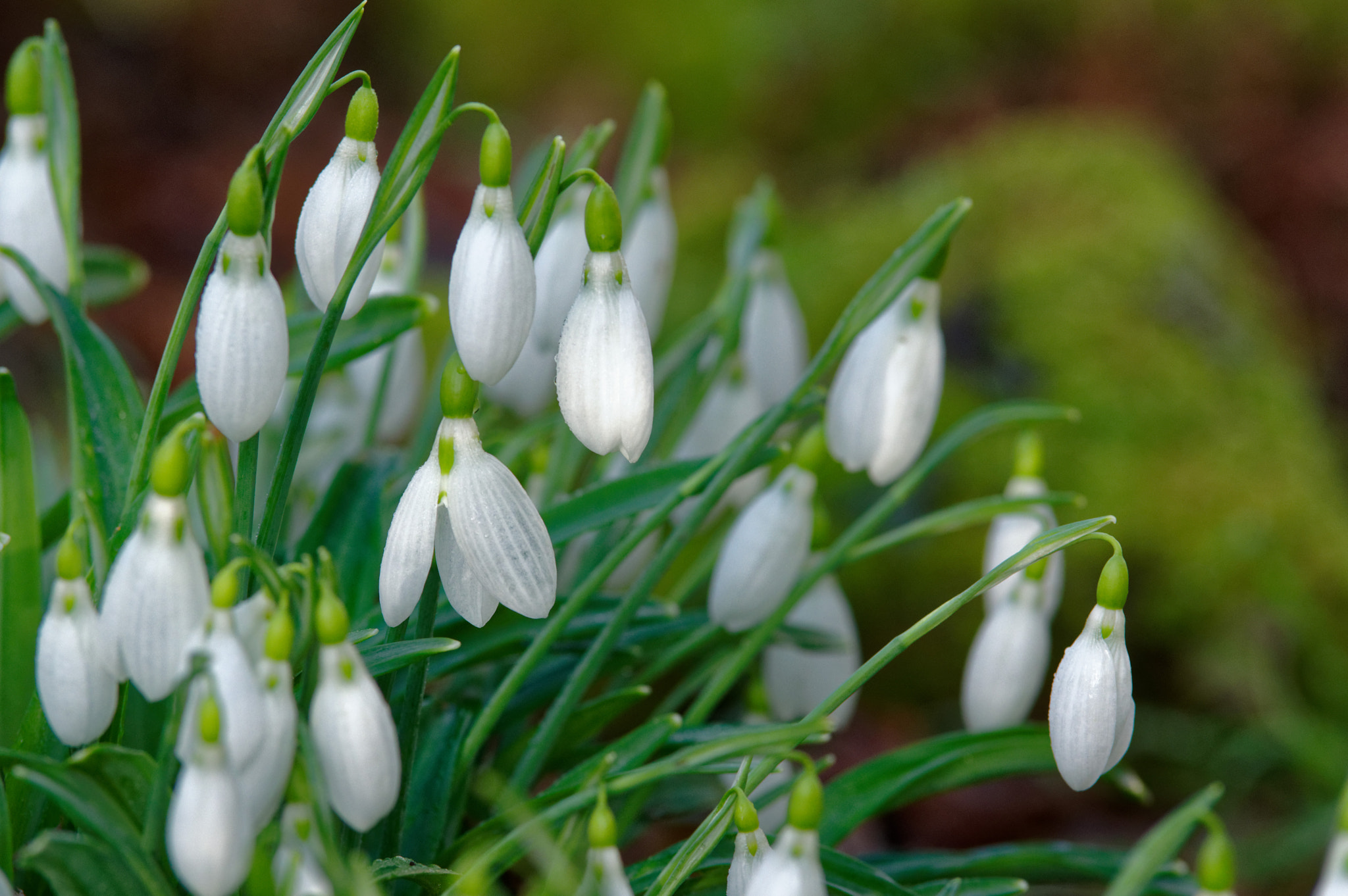 Pentax K-3 II sample photo. Tamron 70-200 mm sp,snow drops photography