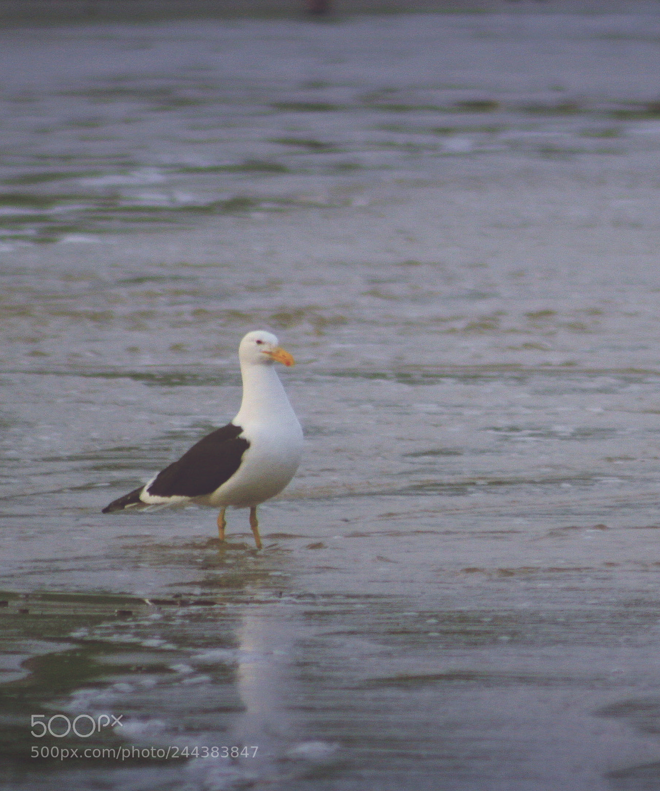 Canon EOS 50D sample photo. Holiday on the beach photography