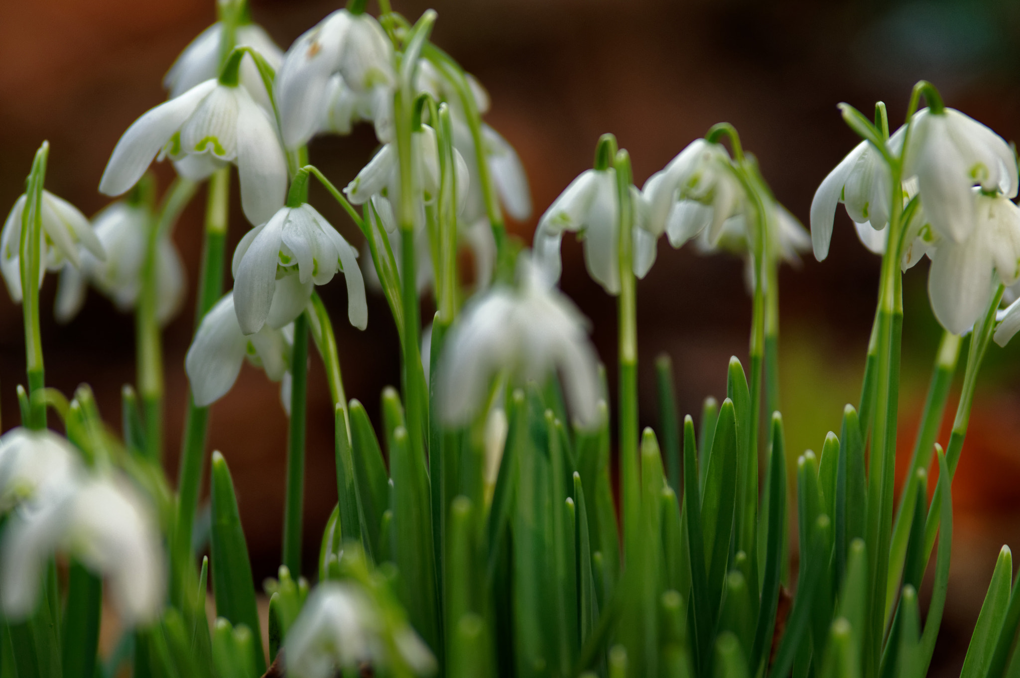 Pentax K-3 II sample photo. Tamron 70-200 mm sp,snow drops photography
