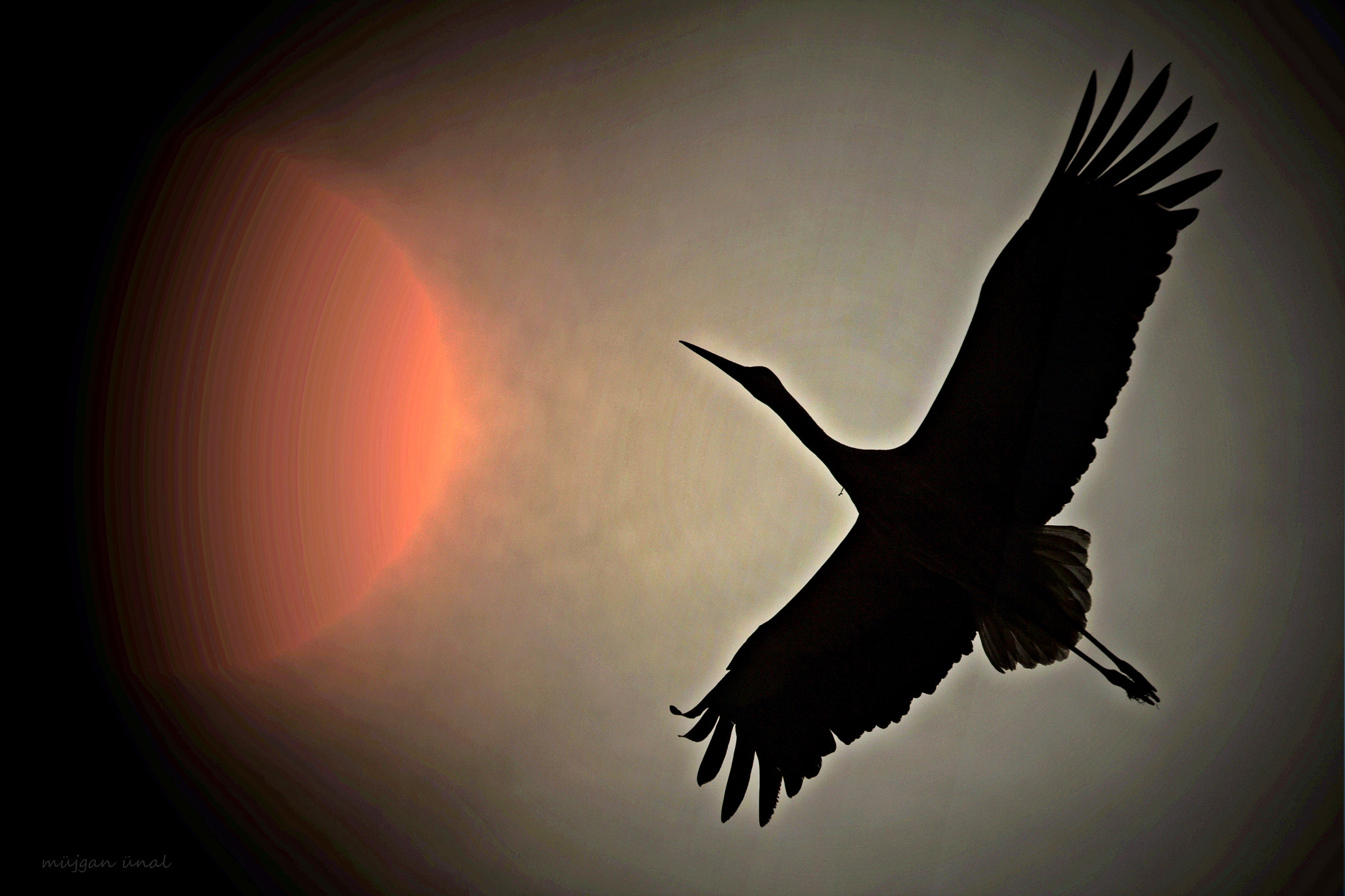 Canon EF 70-300mm F4-5.6 IS USM sample photo. Stork photography