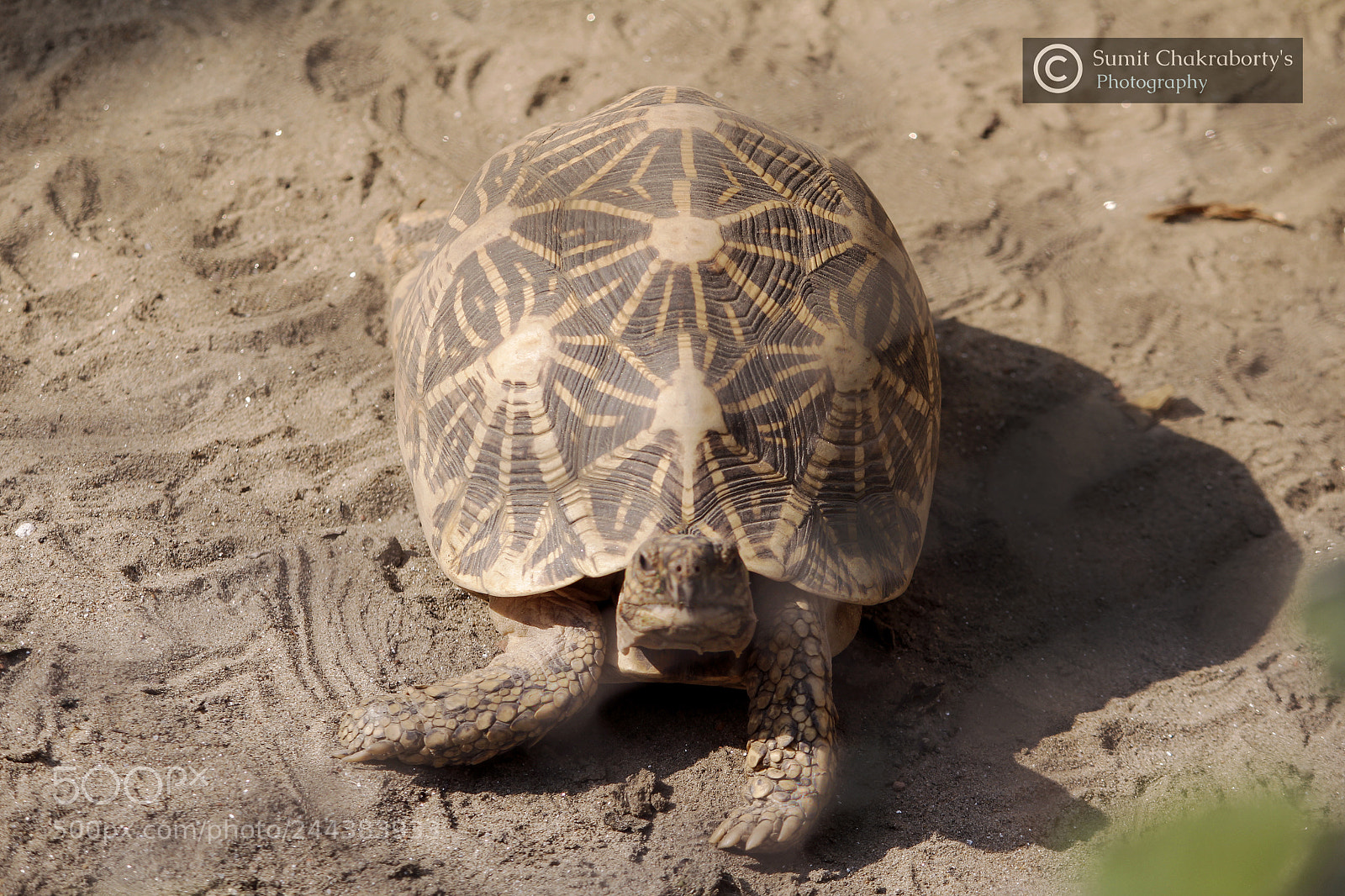 Canon EOS 1200D (EOS Rebel T5 / EOS Kiss X70 / EOS Hi) sample photo. || turtle || photography