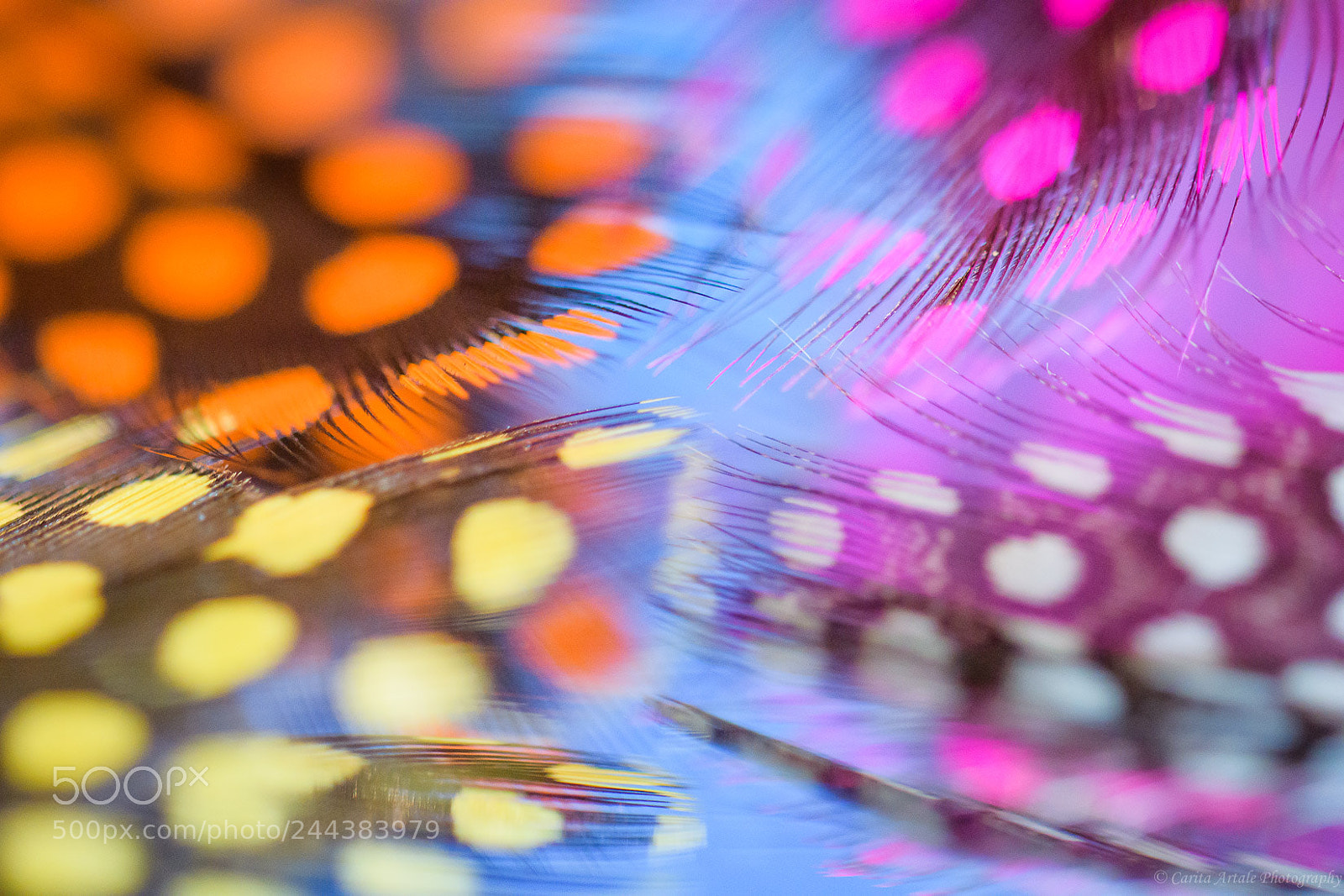 Nikon D500 sample photo. Speckled photography