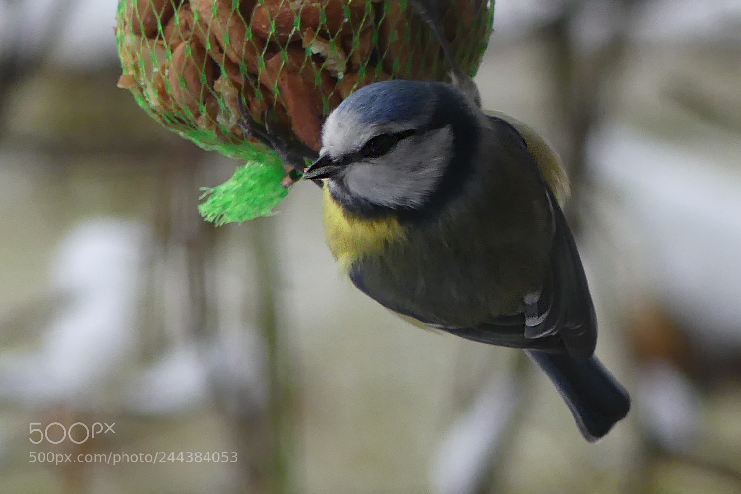 Panasonic Lumix DMC-FZ300 sample photo. Eurasian blue tit photography