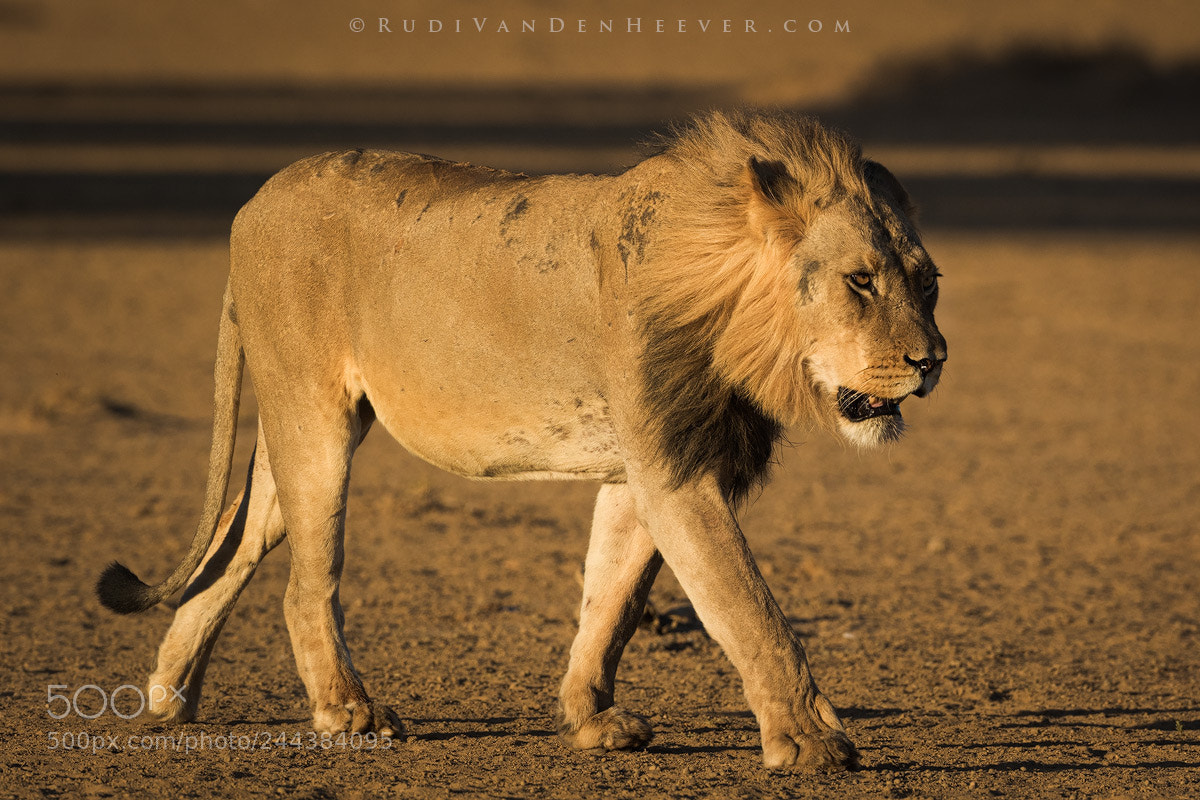 Canon EOS 7D Mark II sample photo. Troublemaker photography