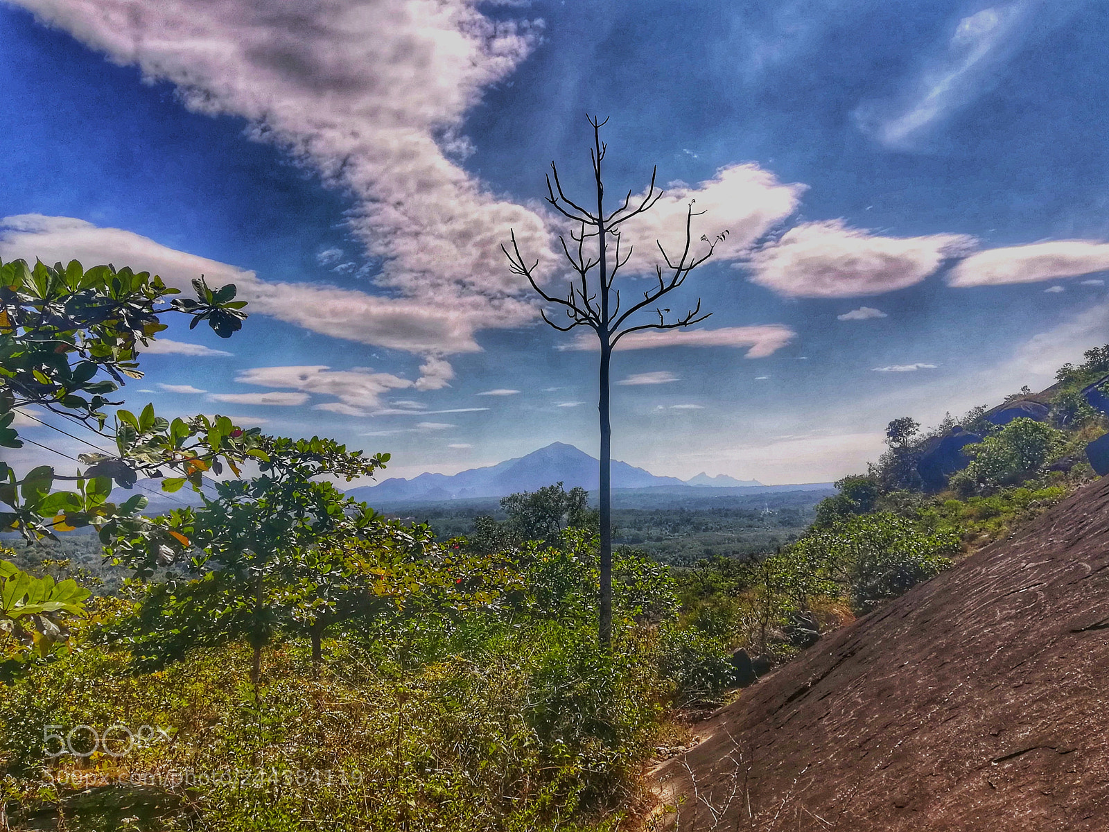 HUAWEI honor 6x sample photo. Lonely tree photography