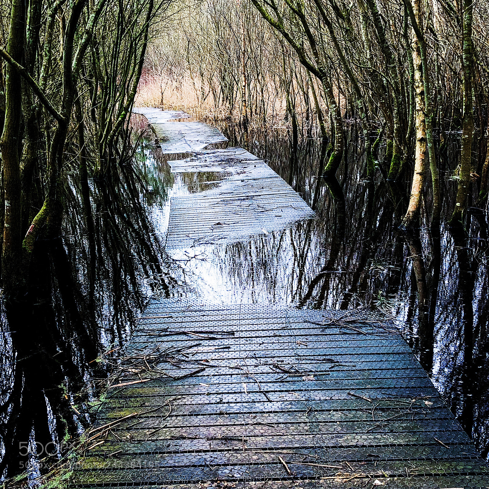 Apple iPhone 8 Plus sample photo. Peatlands park, the board photography