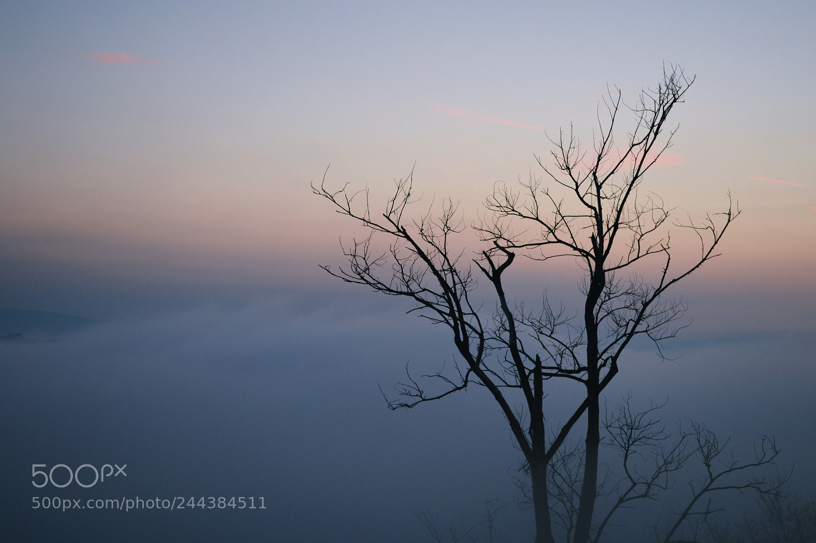 Nikon D3200 sample photo. In the mist photography