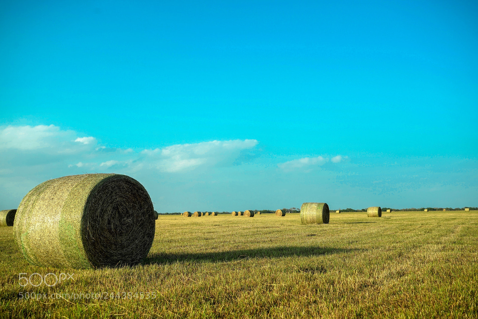 Sony a7R sample photo. Hay photography
