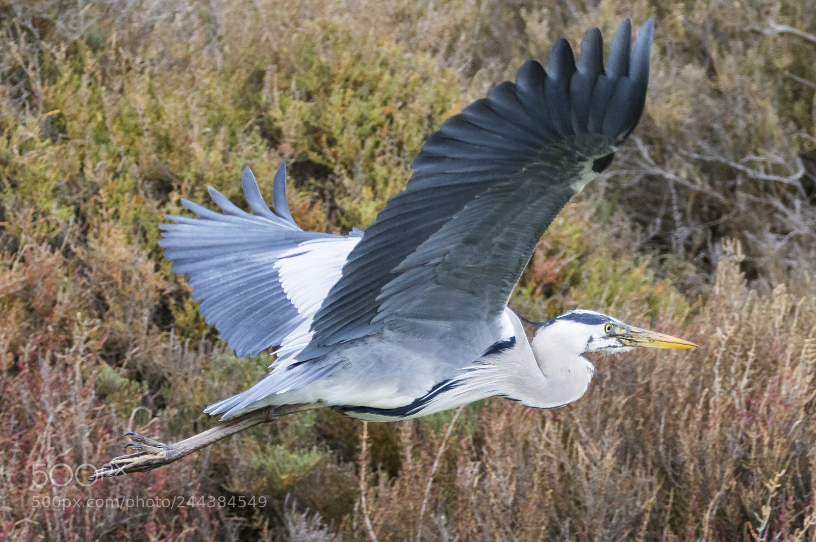 Canon EOS 7D Mark II sample photo. Heron photography