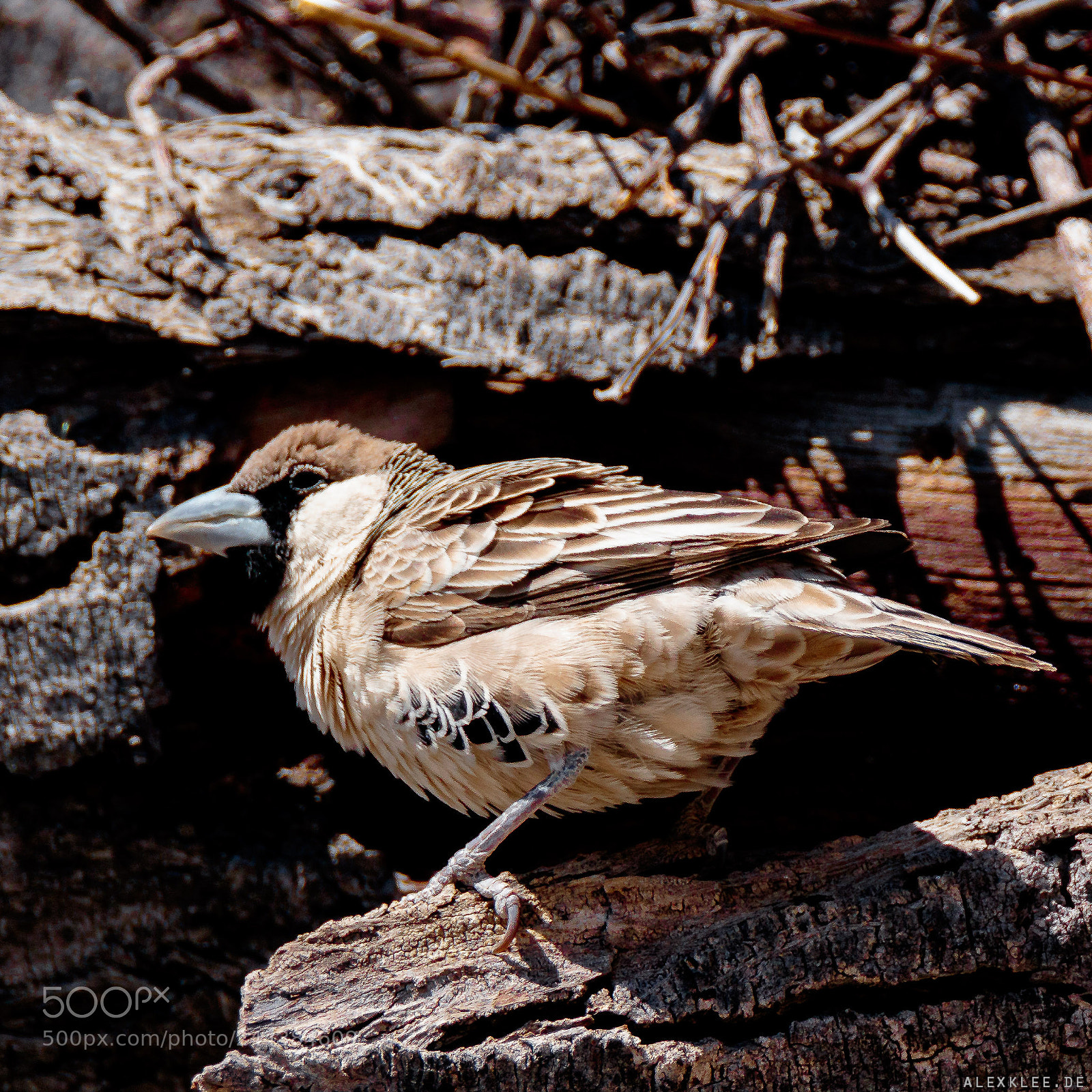 Canon EOS 7D Mark II sample photo. Unknown bird at the photography