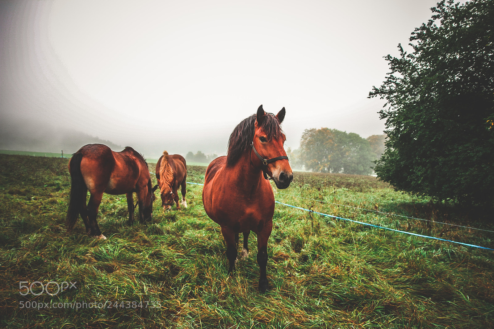 Canon EOS 60D sample photo. On a meadow photography