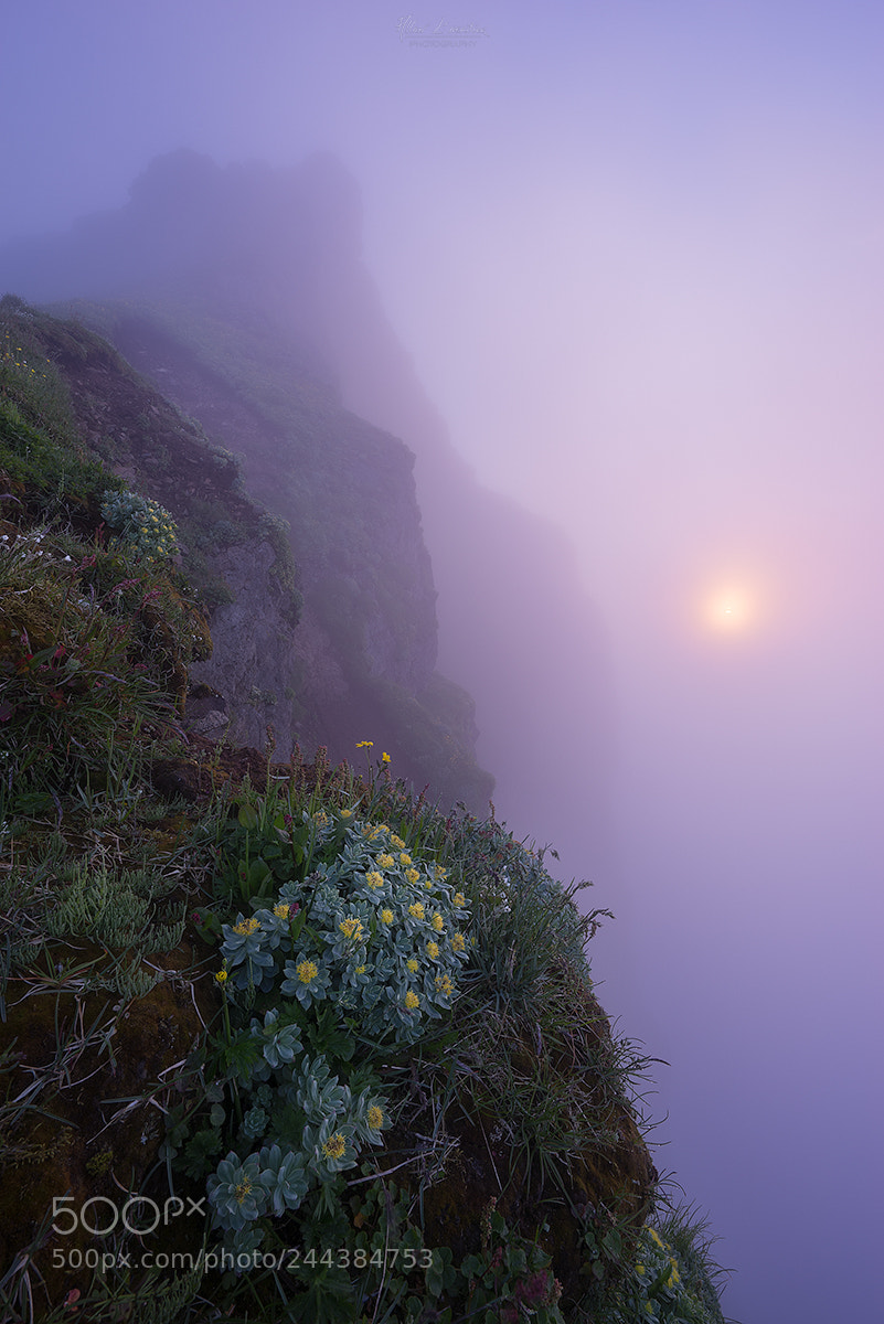 Sony a7R sample photo. Misty flowers photography