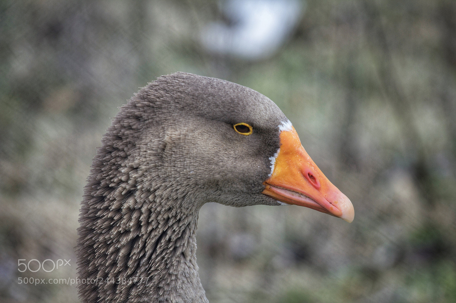 Canon EOS 60D sample photo. Duck photography