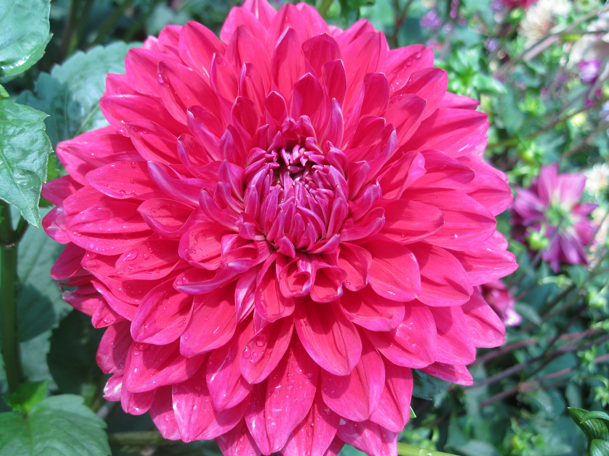 Canon PowerShot A3100 IS sample photo. Dahlia flower photography